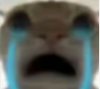 蚂蚁
